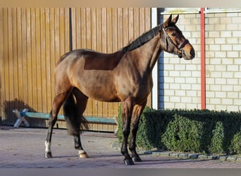 Oldenburger Springpferd, Stute, 6 Jahre, 168 cm, Brauner, in Wedemark,