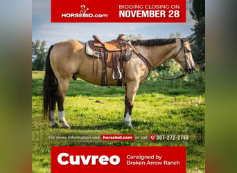 Quarter horse américain Croisé, Hongre, 14 Ans, 152 cm, Buckskin, in Powell, WY,