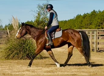 American Paint Horse, Castrone, 11 Anni, 157 cm, Baio ciliegia, in Johnston