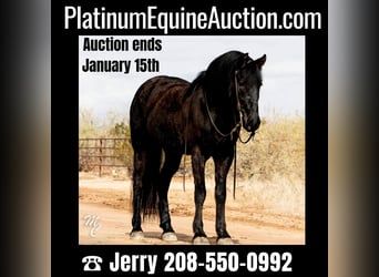 Draft Horse, Gelding, 6 years, Black, in Wickenburg AZ,