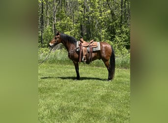 Rocky Mountain Horse, Gelding, 16 years, 15.1 hh, Bay, in Van Horne