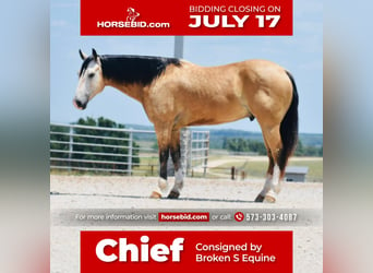 Quarter horse américain, Hongre, 8 Ans, 150 cm, Buckskin, in Sweet Springs, MO,