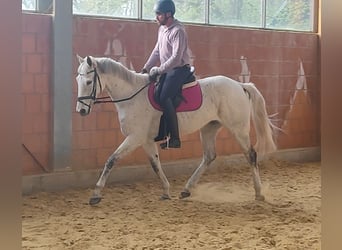 Standardbred américain, Jument, 11 Ans, Gris, in Lage,