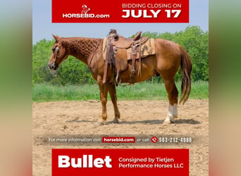 Quarter horse américain, Hongre, 8 Ans, 150 cm, Alezan brûlé, in Bellevue, IA,
