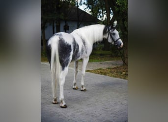 Plus de chevaux à sang chaud, Jument, 5 Ans, 162 cm, Pinto, in B&#xE9;k&#xE9;scsaba