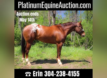 American Quarter Horse, Wallach, 7 Jahre, 163 cm, Dunkelfuchs, in Hillsboro KY,