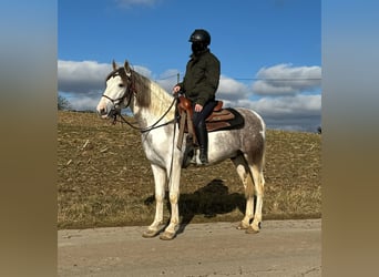 Paint Horse Mix, Castrone, 3 Anni, 153 cm, Pezzato, in Daleiden,