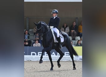 Hannoveraan, Ruin, 9 Jaar, 171 cm, , in Weilbuch