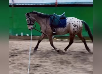 Spanish Sporthorse Mix, Gelding, 15 years, 15 hh, Brown, in Barrio De El Castillo,