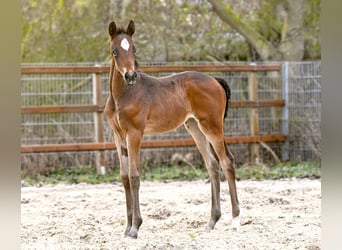 Hannoveraan, Merrie, Veulen (03/2026), 173 cm, Donkerbruin, in Königslutter am Elm