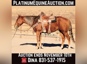 American Quarter Horse, Ruin, 6 Jaar, 147 cm, Donkere-vos, in Paicines CA,