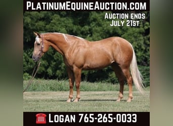 American Quarter Horse, Castrone, 7 Anni, 155 cm, Palomino, in Level Green Ky,