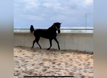 Andalusian, Stallion, 3 years, 15.2 hh, Black, in Granada,