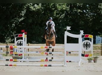 Gelding 5 years