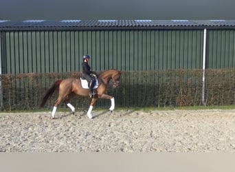 Westfale, Wallach, 6 Jahre, 170 cm, Fuchs, in Mönchengladbach