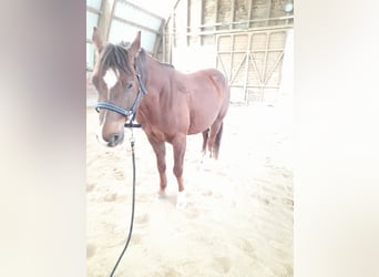 American Quarter Horse, Gelding, 6 years, 14.2 hh, Chestnut-Red, in Schönau i.M,