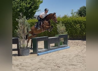 Dandino 7