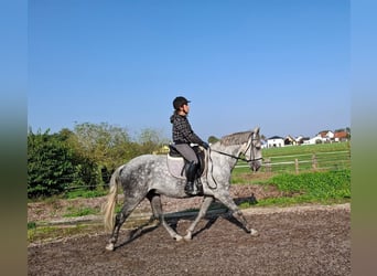 Koń andaluzyjski Mix, Wałach, 6 lat, 168 cm, Siwa jabłkowita, in Karlshuld,