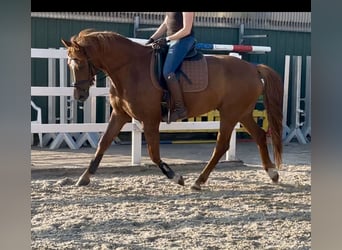 Gelding 5 years
