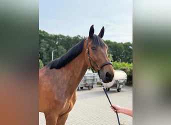 Cheval de sport allemand, Hongre, 8 Ans, Bai, in Thuine