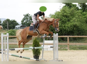 Selle Français, Merrie, 5 Jaar, 162 cm, Roodvos, in Riboulam