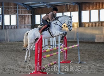Other Warmbloods, Gelding, 9 years, 16.1 hh, Gray, in Ceske Budejovice,