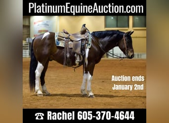 Paint Horse, Wallach, 10 Jahre, 147 cm, Tobiano-alle-Farben, in Rusk TX,