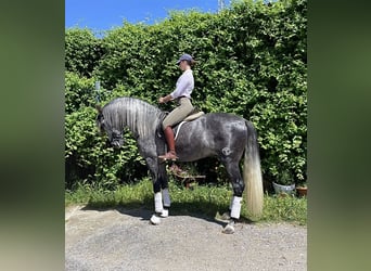 PRE, Stallion, 4 years, 16.1 hh, Gray, in Belmez,