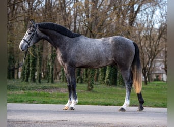 Belgian Warmblood, Stallion, 3 years, 17 hh, , in Békéscsaba