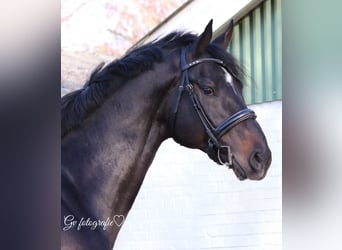 KWPN, Stallion, 8 years, 17.1 hh, Smoky-Black, in Siegerswoude,