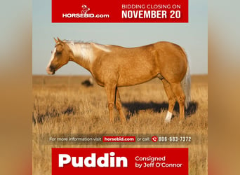Quarter horse américain, Hongre, 5 Ans, 152 cm, Palomino, in Canyon, TX,