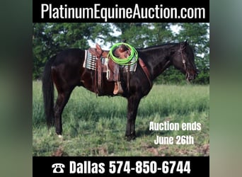 American Quarter Horse, Gelding, 6 years, 15 hh, Black, in Walkerton IN,