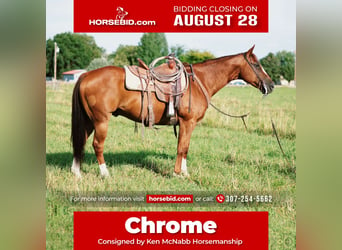 Quarter horse américain, Hongre, 10 Ans, 155 cm, Alezan cuivré, in Lovell, WY,