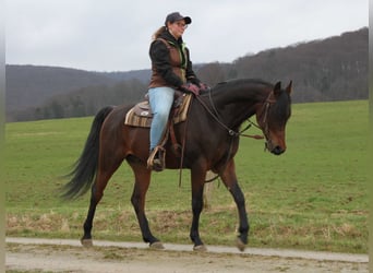 Vollblutaraber, Wallach, 9 Jahre, 155 cm, Dunkelbrauner, in Herzberg am Harz