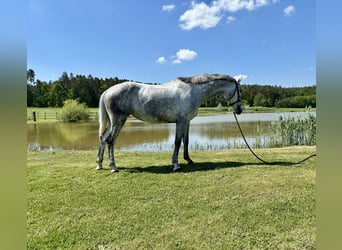 Caballo de deporte alemán, Yegua, 6 años, 165 cm, Tordo, in Weisendorf,