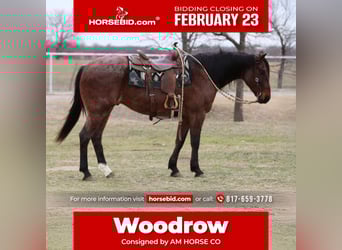 Quarter horse américain, Hongre, 6 Ans, 157 cm, Roan-Bay, in Mineral Wells