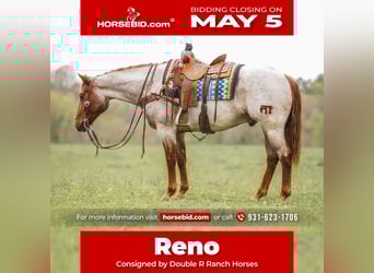 American Quarter Horse, Gelding, 10 years, 15.2 hh, Roan-Red, in Lyles, TN,