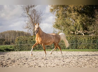 NRPS, Ruin, 3 Jaar, 145 cm, Palomino, in Emmen