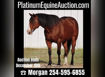 Quarter horse américain, Hongre, 14 Ans, Bai cerise, in Breckenridge, TX,