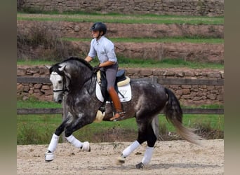 PRE, Wałach, 6 lat, 171 cm, Siwa, in Bissendorf