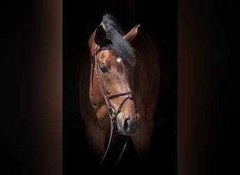 Gelding 11 years