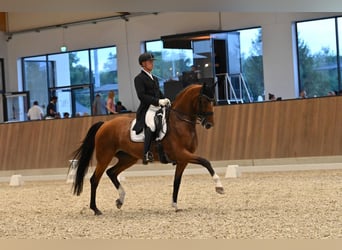 Oldenburger, Stute, 14 Jahre, 172 cm, Brauner, in Stegersbach