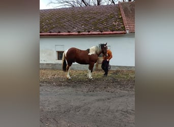 Noriker Mix, Stallion, 2 years, Tobiano-all-colors, in Susice,