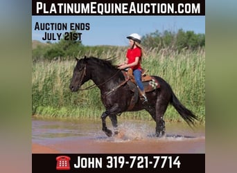 Caballo cuarto de milla, Caballo castrado, 13 años, 155 cm, Negro, in Lisbon IA