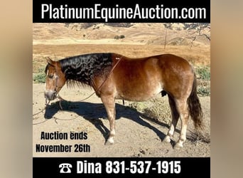 American Quarter Horse, Ruin, 10 Jaar, 150 cm, Donkere-vos, in Paicine, CA,