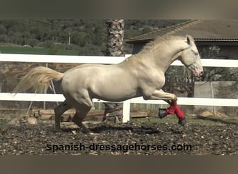 PRE Mix, Stallion, 4 years, 15.2 hh, Cremello, in Barcelona,