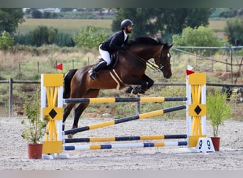 Cheval de sport portugais Croisé, Jument, 14 Ans, 179 cm, Bai, in Cascais