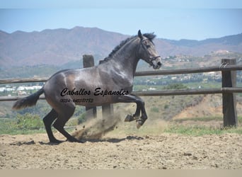 PRE, Stallion, 3 years, 15.2 hh, Gray-Dark-Tan, in Vejer de la Frontera,