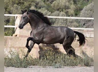 Andalusian, Stallion, 3 years, 16.1 hh, Gray, in Mallorca,