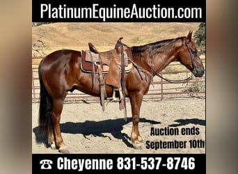 American Quarter Horse, Ruin, 13 Jaar, Donkere-vos, in King City, CA,